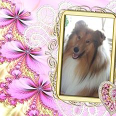 Collie langhåret Tvingsfields Kiss Me Now (Aiko)