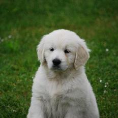 Golden retriever banana cupcake "nanna"