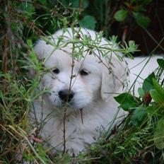 Golden retriever banana cupcake "nanna"