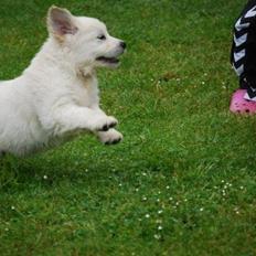 Golden retriever banana cupcake "nanna"