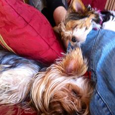 Biewer yorkshire terrier LULU