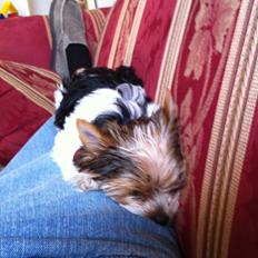 Biewer yorkshire terrier LULU