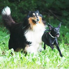 Collie langhåret Bamse(pleje barn)