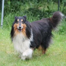 Collie langhåret Bamse(pleje barn)