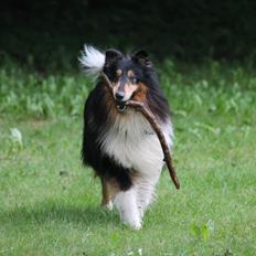Collie langhåret Bamse(pleje barn)