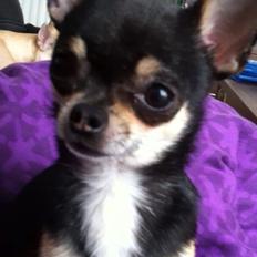 Chihuahua Dyrhøjgård's Bonzo *DKK*