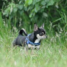Chihuahua Dyrhøjgård's Bonzo *DKK*