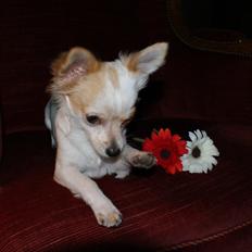 Chihuahua Mynte<3