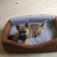 Cairn terrier Ginger