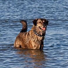 Blanding af racer Tiger