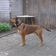 Blanding af racer Alto