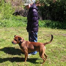 Blanding af racer Alto