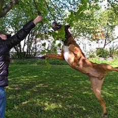 Blanding af racer Alto