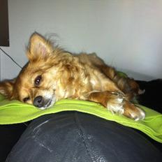 Blanding af racer molly