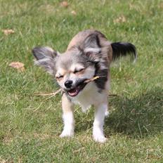 Chihuahua High Fly Stuart little (silver)