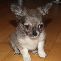 Chihuahua High Fly Stuart little (silver)