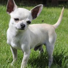 Chihuahua Prinz (Früsli)