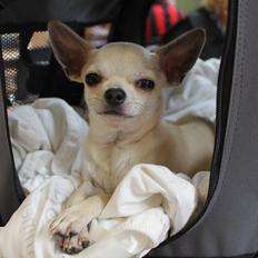 Chihuahua Prinz (Früsli)