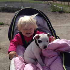 Staffordshire bull terrier Oskar