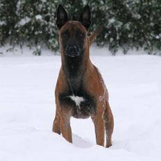 Malinois IPO3 Falco Mi-Ji - over regnbuen 