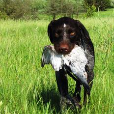 Ruhåret hønsehund Aico