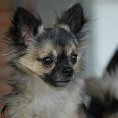 Chihuahua Kong Loui Den Store