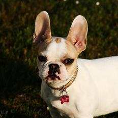 Fransk bulldog Diva
