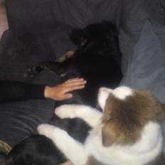 Australian shepherd Barney