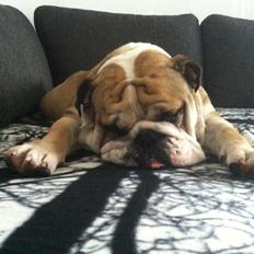 Engelsk bulldog Alfred