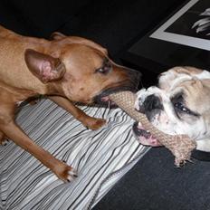 Engelsk bulldog Alfred