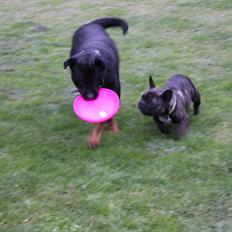 Rottweiler Sv-Vagt's Cheena (Alou)