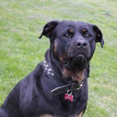 Rottweiler Sv-Vagt's Cheena (Alou)