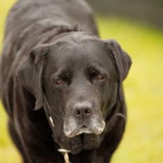 Labrador retriever Rosa