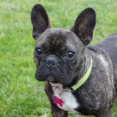 Fransk bulldog Ozzy