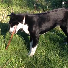 Blanding af racer Malia