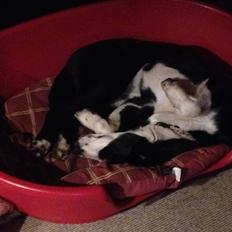 Blanding af racer Malia