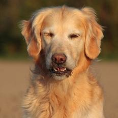 Golden retriever Victor