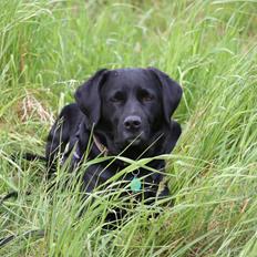 Blanding af racer Dina