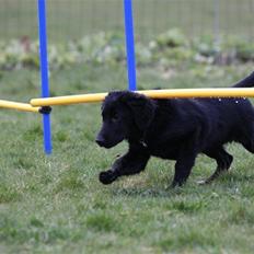 Flat coated retriever Bongo