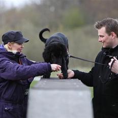 Flat coated retriever Bongo