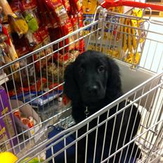 Flat coated retriever Bongo