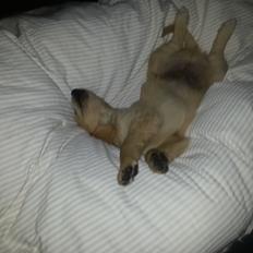 Golden retriever Cocio