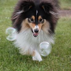 Shetland sheepdog Martedal Fritz
