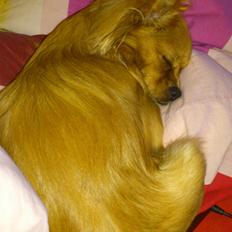 Blanding af racer Millie