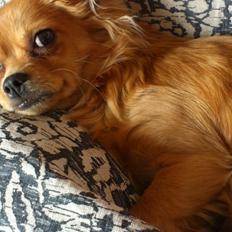 Blanding af racer Millie