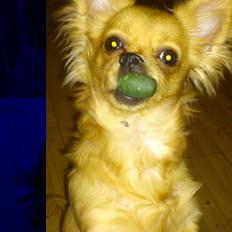 Blanding af racer Millie