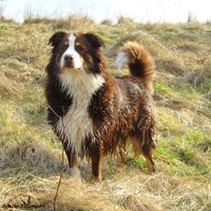 Australian shepherd Aussie