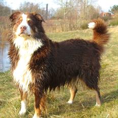 Australian shepherd Aussie