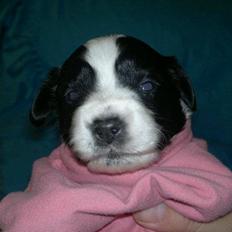 Blanding af racer Lilo