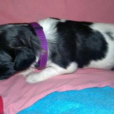 Blanding af racer Lilo